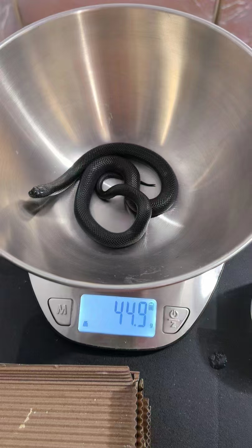 普公1400 精公1600  母➕300  体重都在30g左右